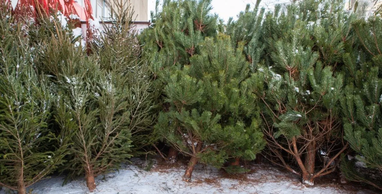Новогодние ёлки снова подорожали за год